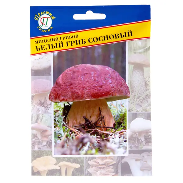 Мицелий грибов Белый гриб Сосновый