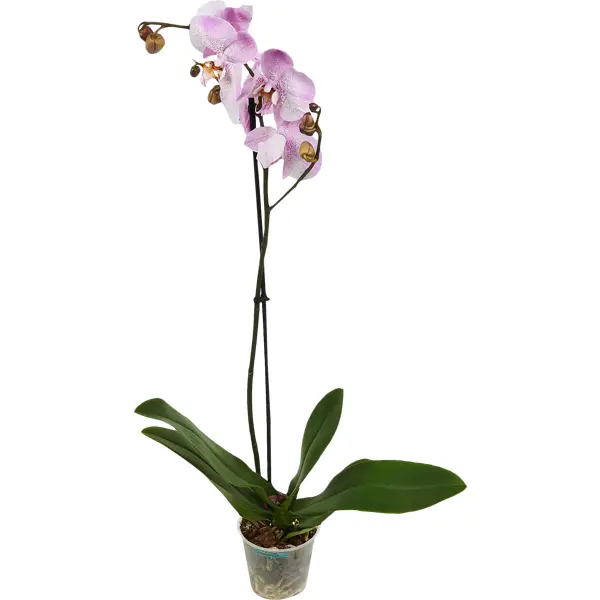 Орхидея Фаленопсис микс промо ?12 h50 см