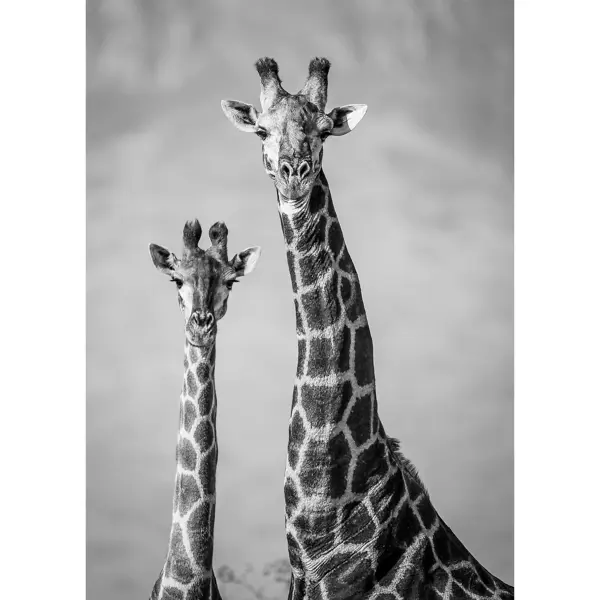 Картина на холсте Постер-лайн Два жирафа 50x70 см