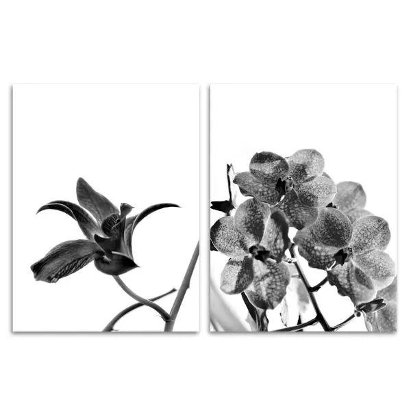 Постер Орхидея 30x40 см 2 шт.